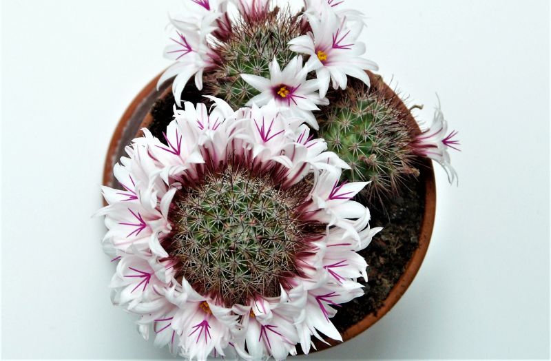 La mammillaria