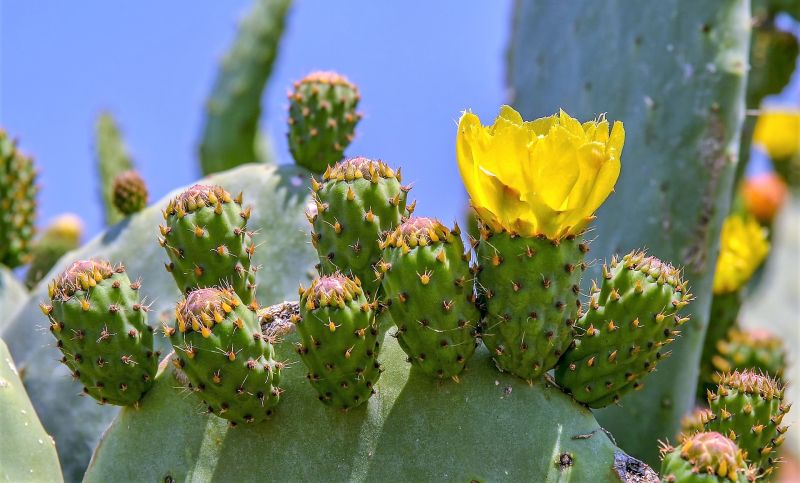 La opuntia