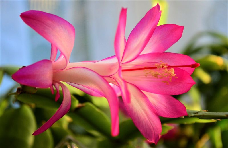 La schlumbergera