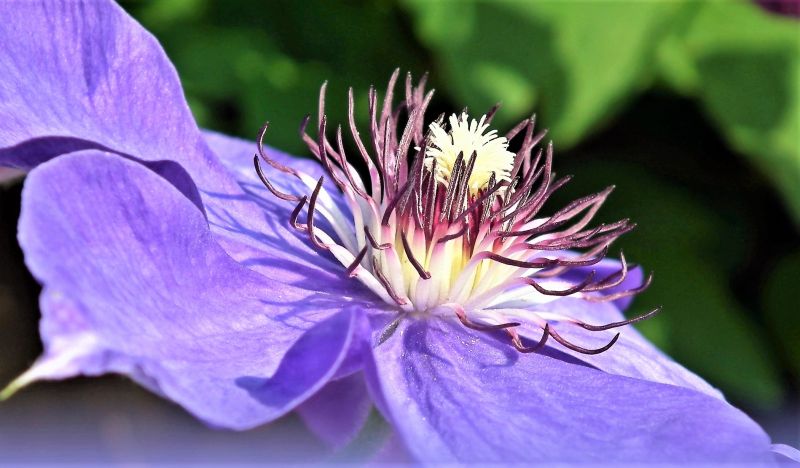 Las clematis