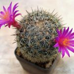 Mammillaria
