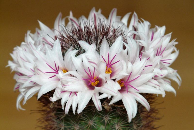 Mammillaria Características, cultivo, reproducción, cuidados, beneficios