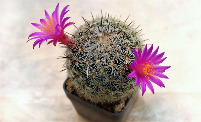 Mammillaria