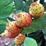 Opuntia