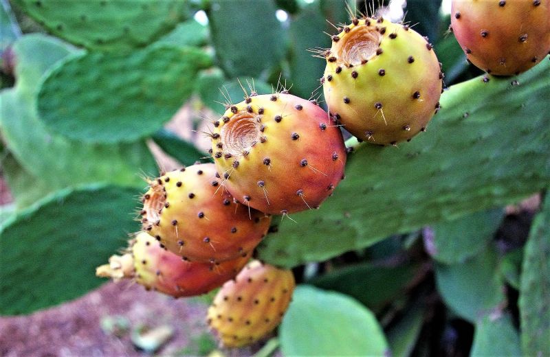 Opuntia