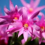 Schlumbergera