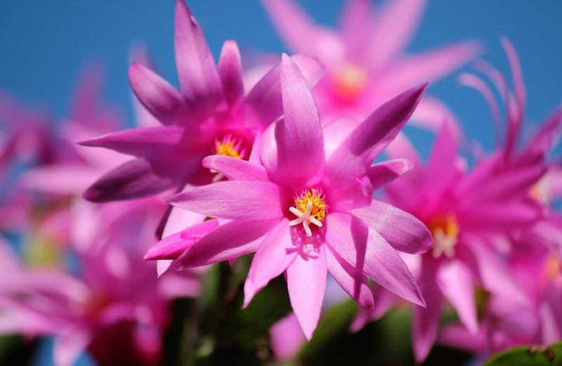 Schlumbergera