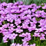 Angiospermas