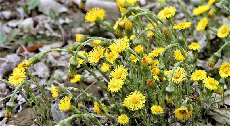 Angiospermas Características, distribución, organos, estambres, carpelo