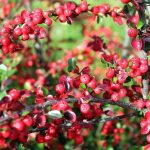 Cotoneaster