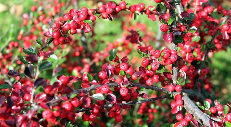 Cotoneaster