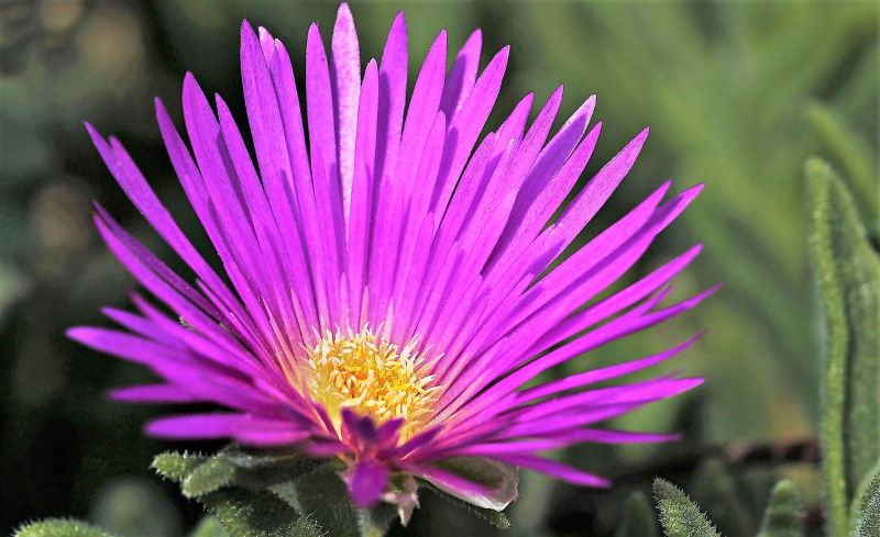 Delosperma Qué son, características, cultivo, usos, información Plantas