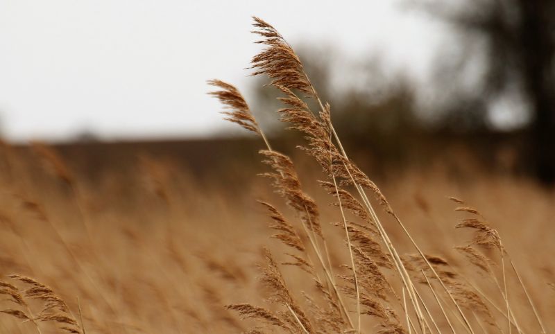 Gramíneas Qué son, características, proceso fenológico, importancia Plantas