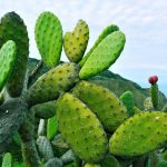 Nopal