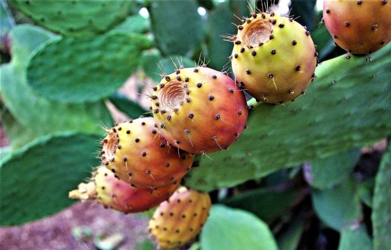 Nopal Características, cultivo, usos, información Arbusto