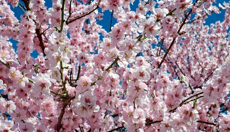 Plantas venenosas Qué son, componentes, efectos, usos, más