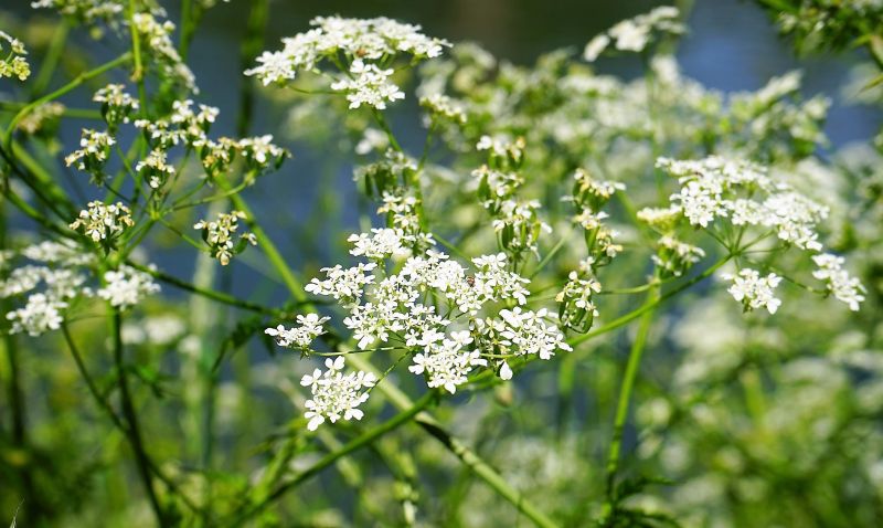 Plantas venenosas