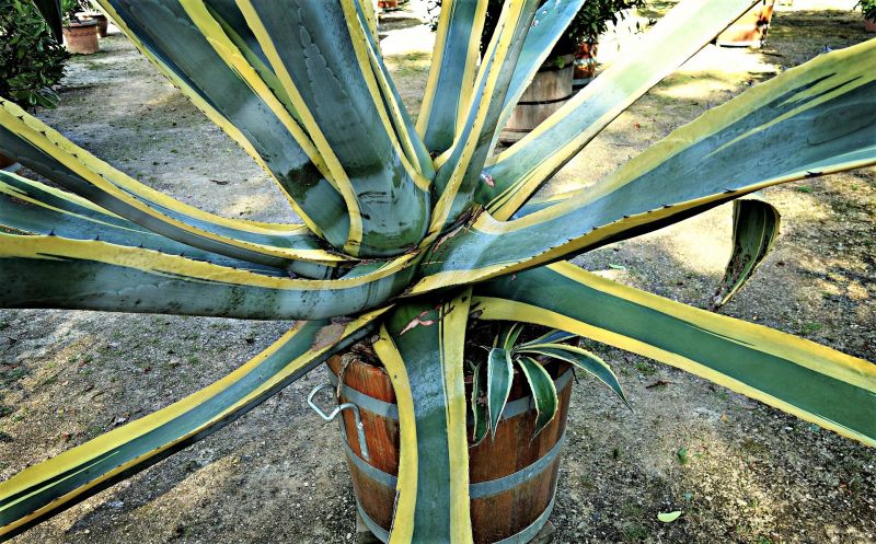 Agave americana