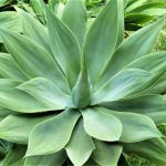 Agave attenuata