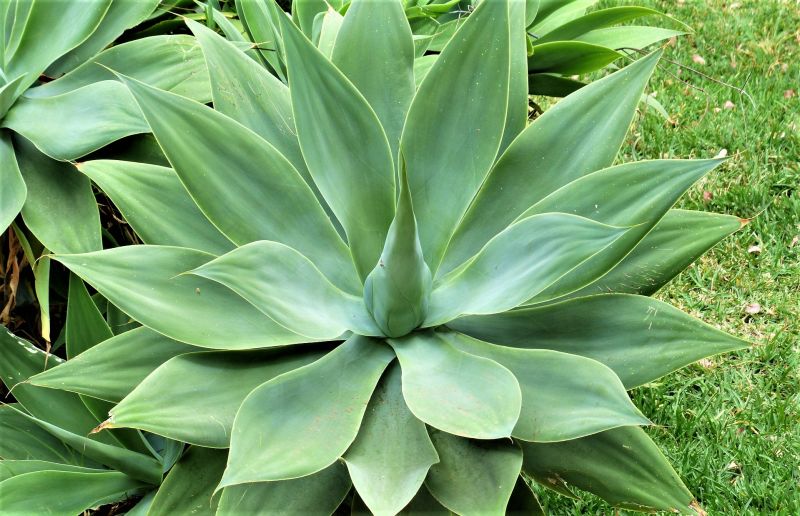 Agave attenuata