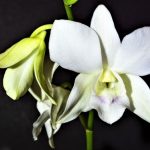 Dendrobium
