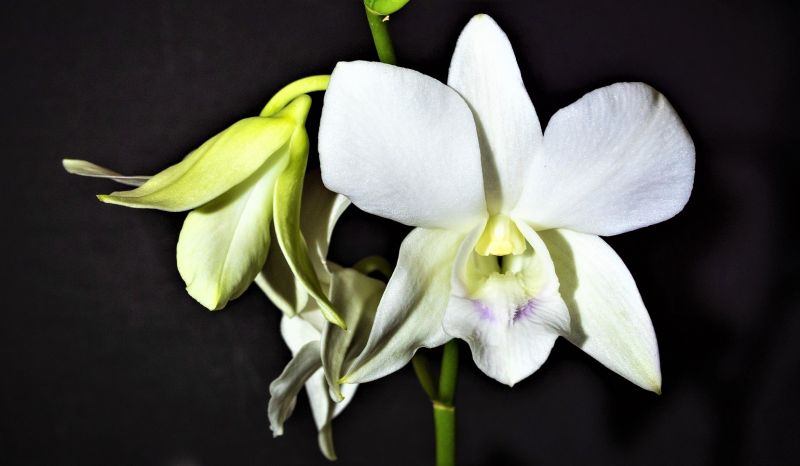 Dendrobium