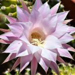 Echinopsis