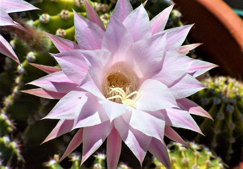 Echinopsis