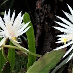 Epiphyllum