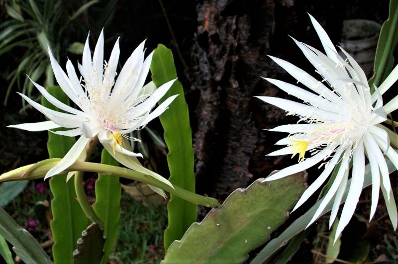 Epiphyllum | Características, cultivo, cuidados, reproducción, plagas