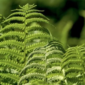 Halófitas | Qué son, tipos, características, información | Plantas