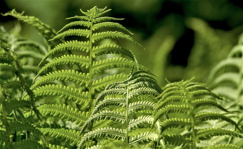 Pteridofitas Que Son Caracteristicas Clasificacion Habitat