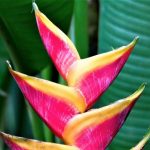 Heliconia