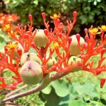 Jatropha