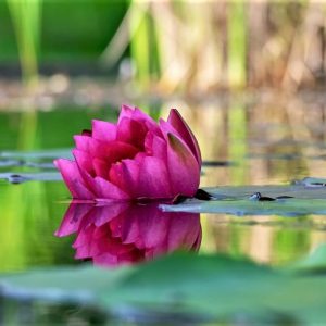 Halófitas | Qué son, tipos, características, información | Plantas