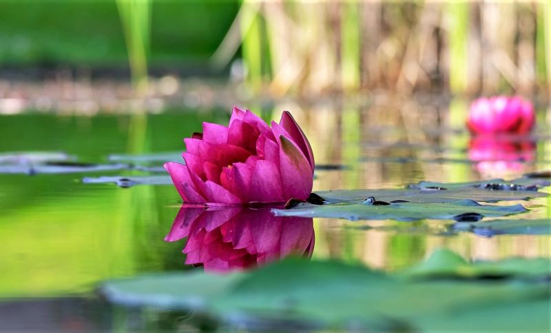 Plantas Acuaticas Que Son Caracteristicas Tipos Adaptacion Usos