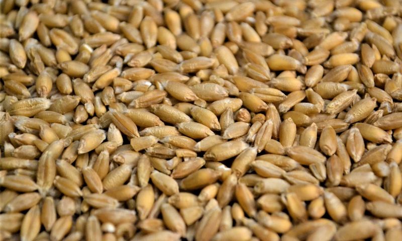 Triticale