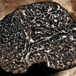 Trufa negra