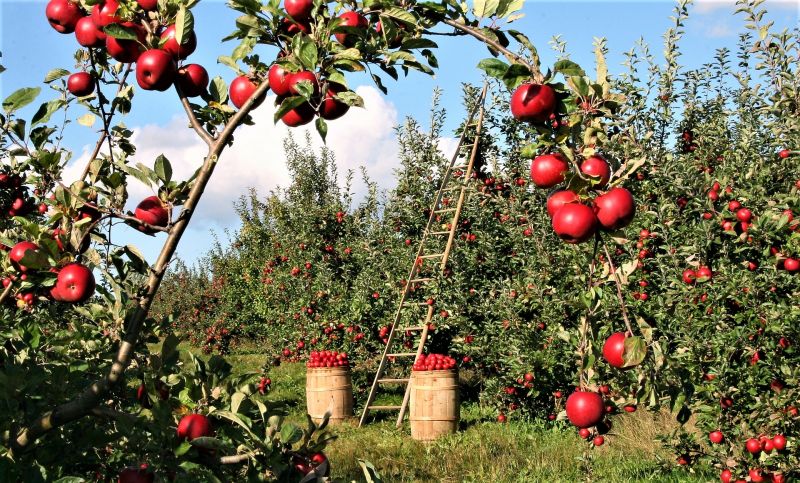 Agricultura biológica