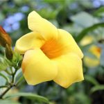 Allamanda