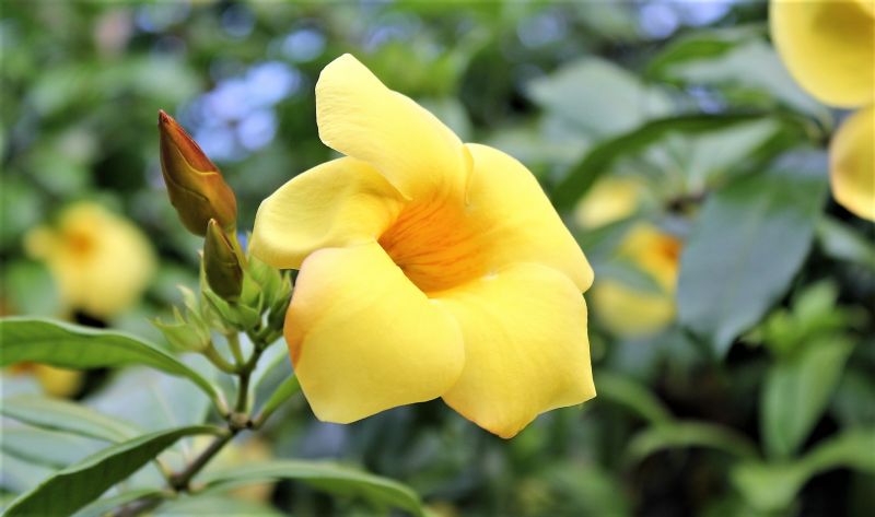 Allamanda | Qué es, características, cultivo, usos, información | Arbusto