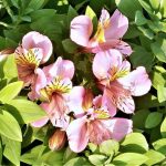 Alstroemeria