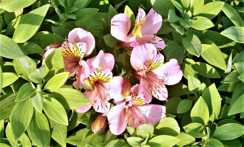 Alstroemeria