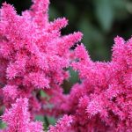 Astilbe