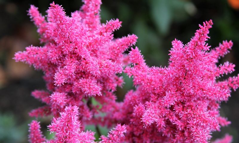 Astilbe