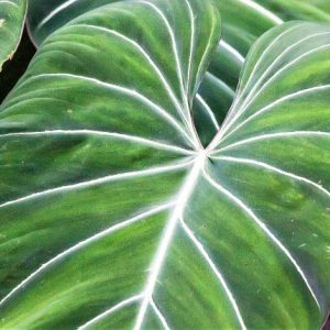 Halófitas | Qué son, tipos, características, información | Plantas