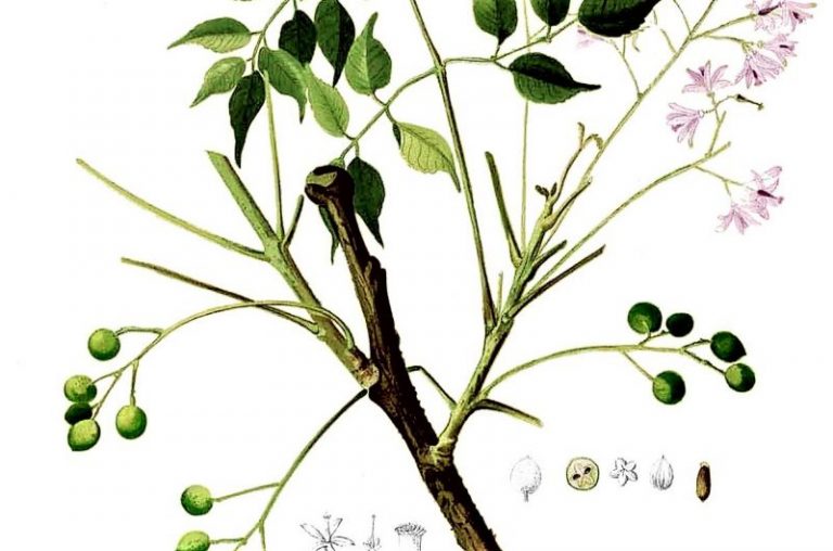 Pedúnculo Qué es, definición, información, función, tipología