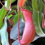 Nepenthes