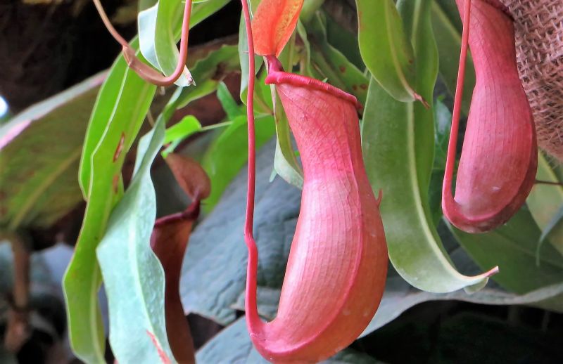 Nepenthes