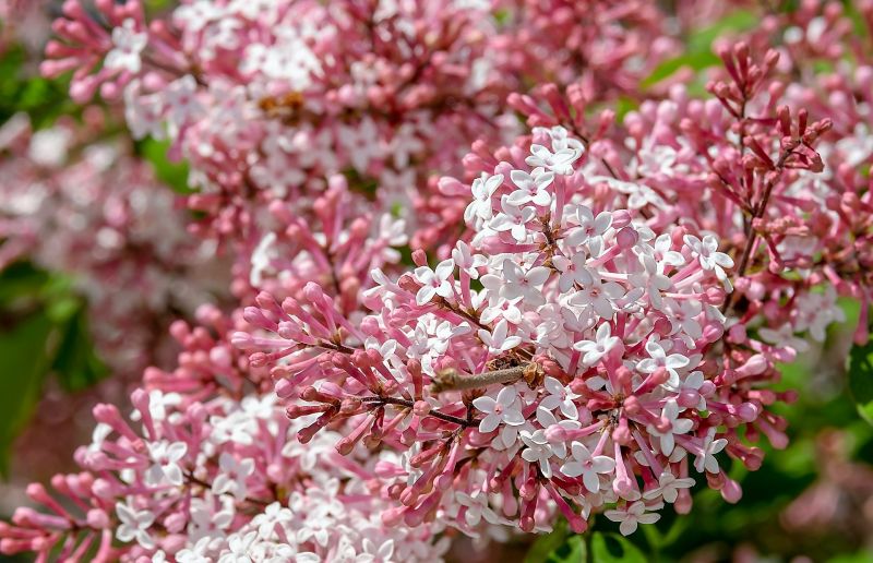 Plantas ornamentales